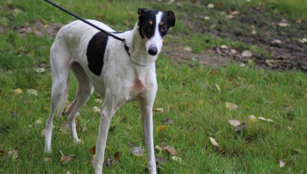 Chart-Polski Hündin Shila