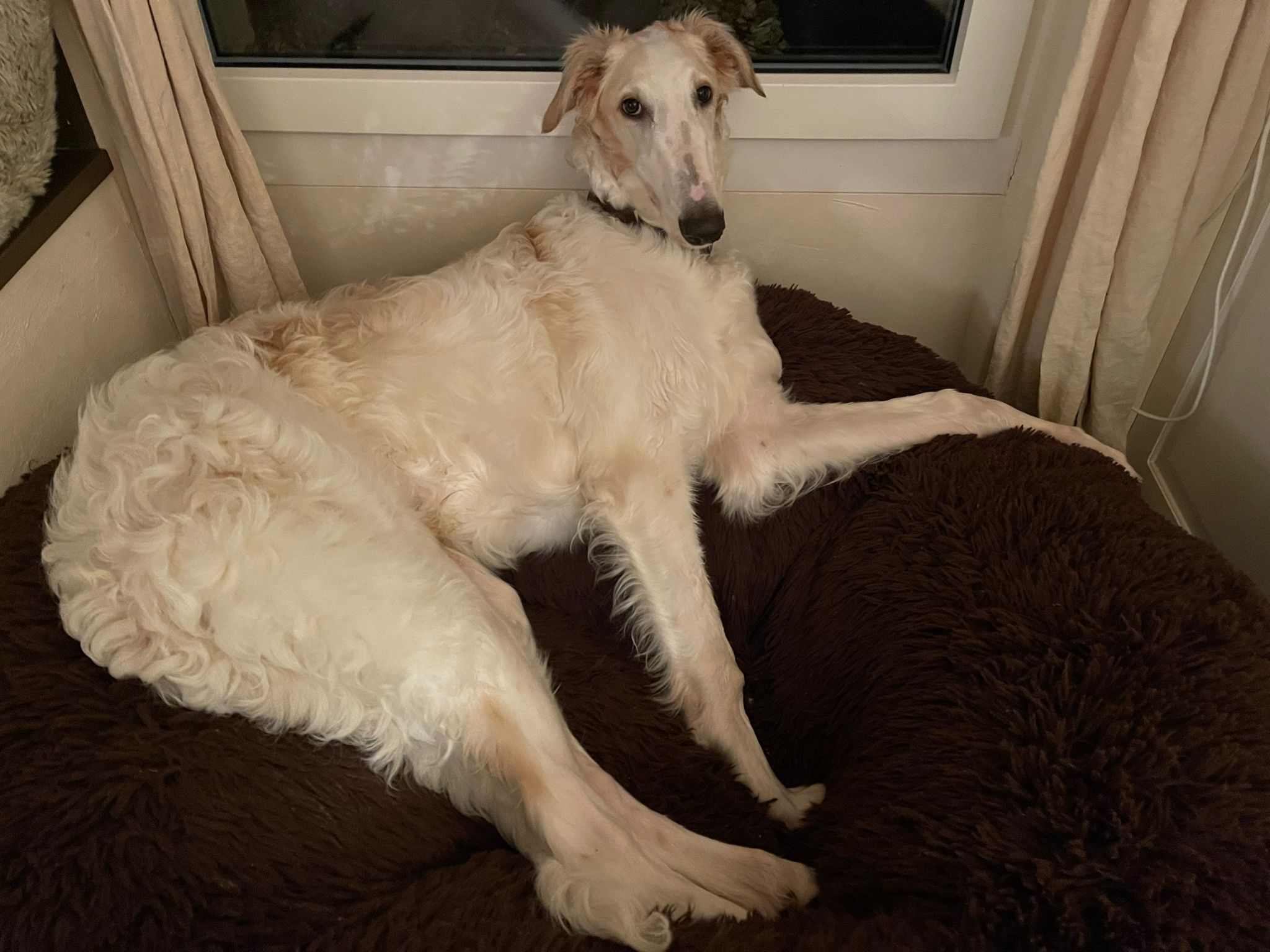 Picasso im neuen Heim