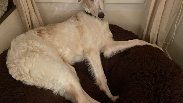 Picasso im neuen Heim