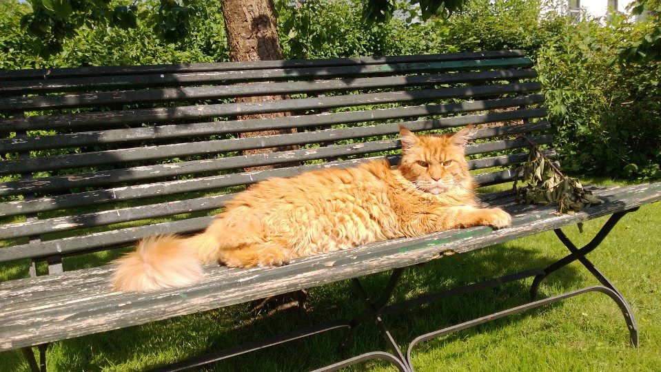 Main Coon-Kater: Xaver 