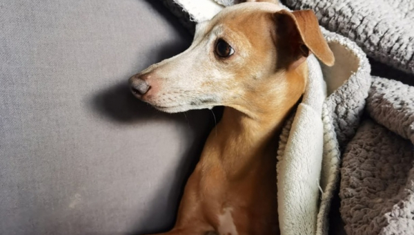 Ein Grüßle von Hedwig, Vadim und Freunden