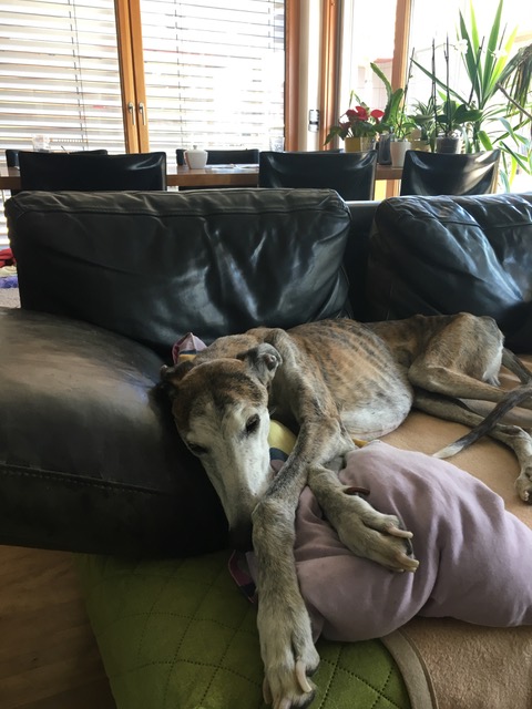 Galgo-Espanol-Rüde: GUAPO