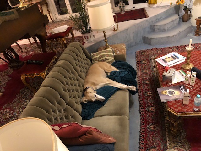 Saluki-Hündin: Nora