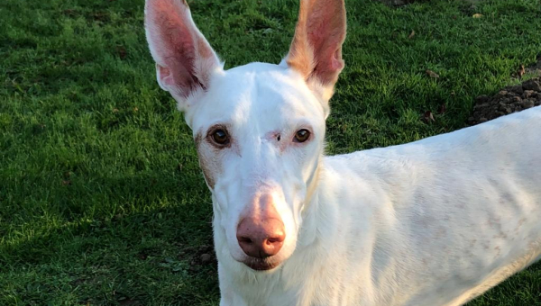 Araco wäre jetzt soweit