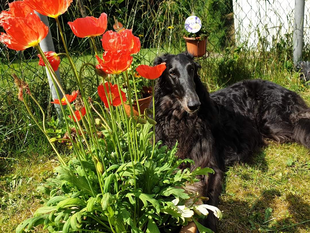 Nikita (ehemals Joe)