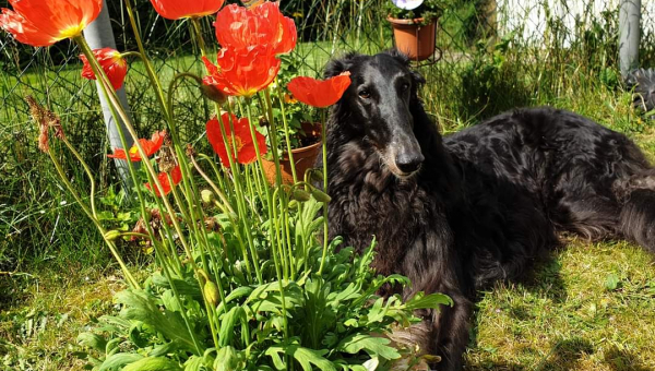 Nikita (ehemals Joe)