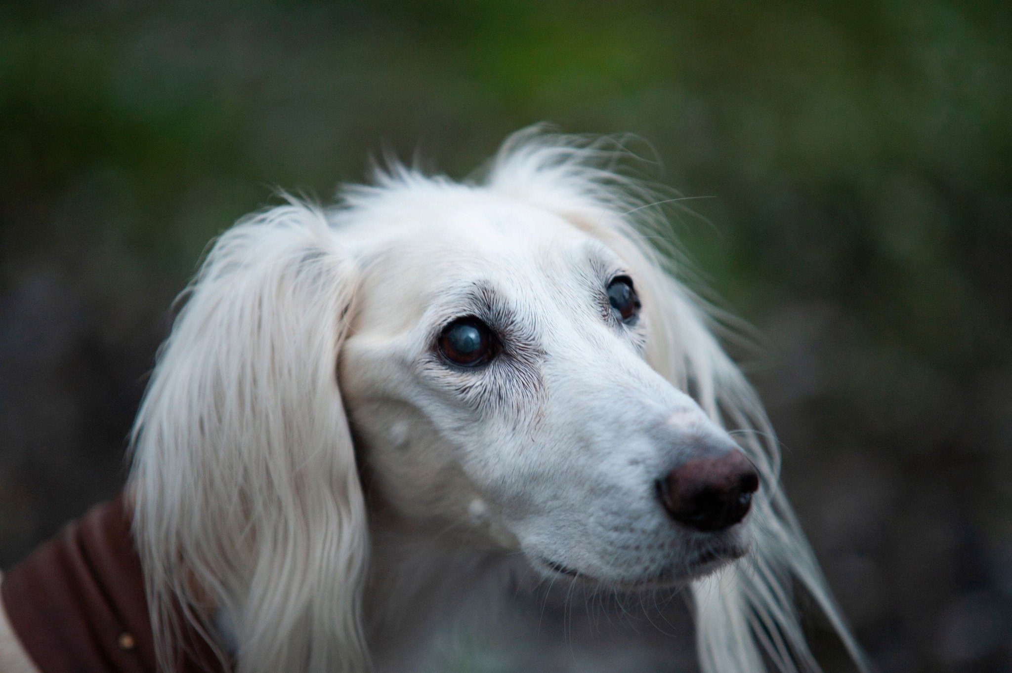 Chabuk Weihnachten 2022
