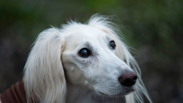 Chabuk Weihnachten 2022