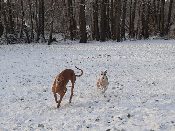 unser dritter Advent