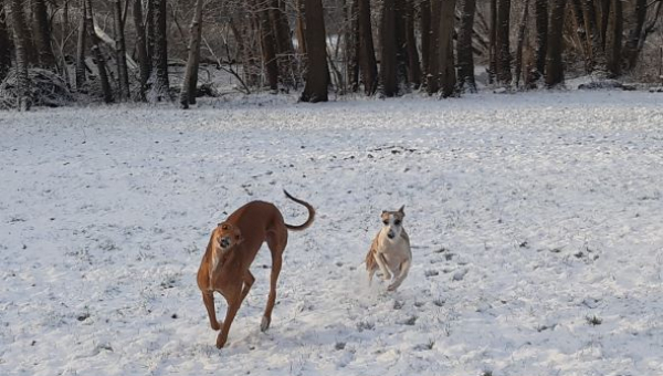 unser dritter Advent