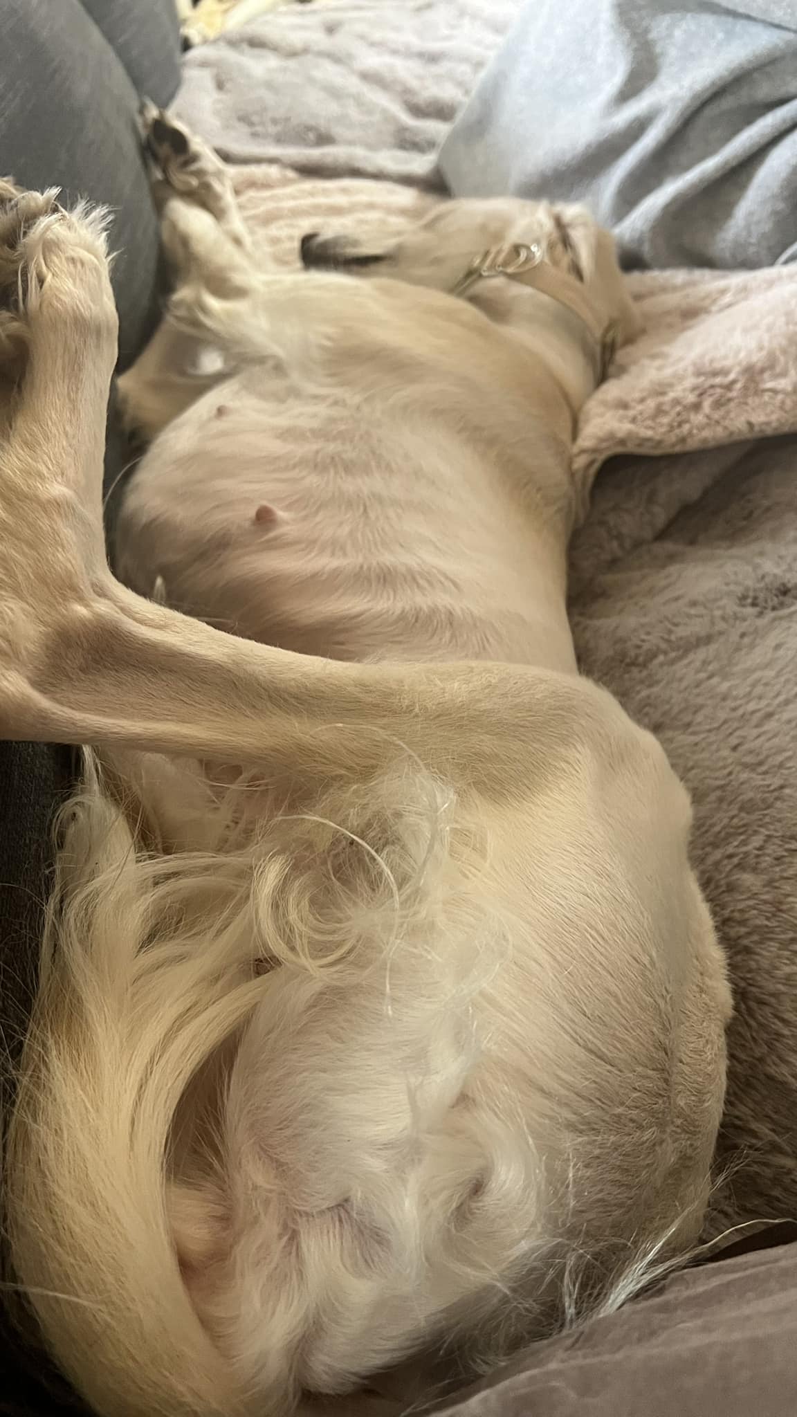 Saluki-Hündin: Schmusi