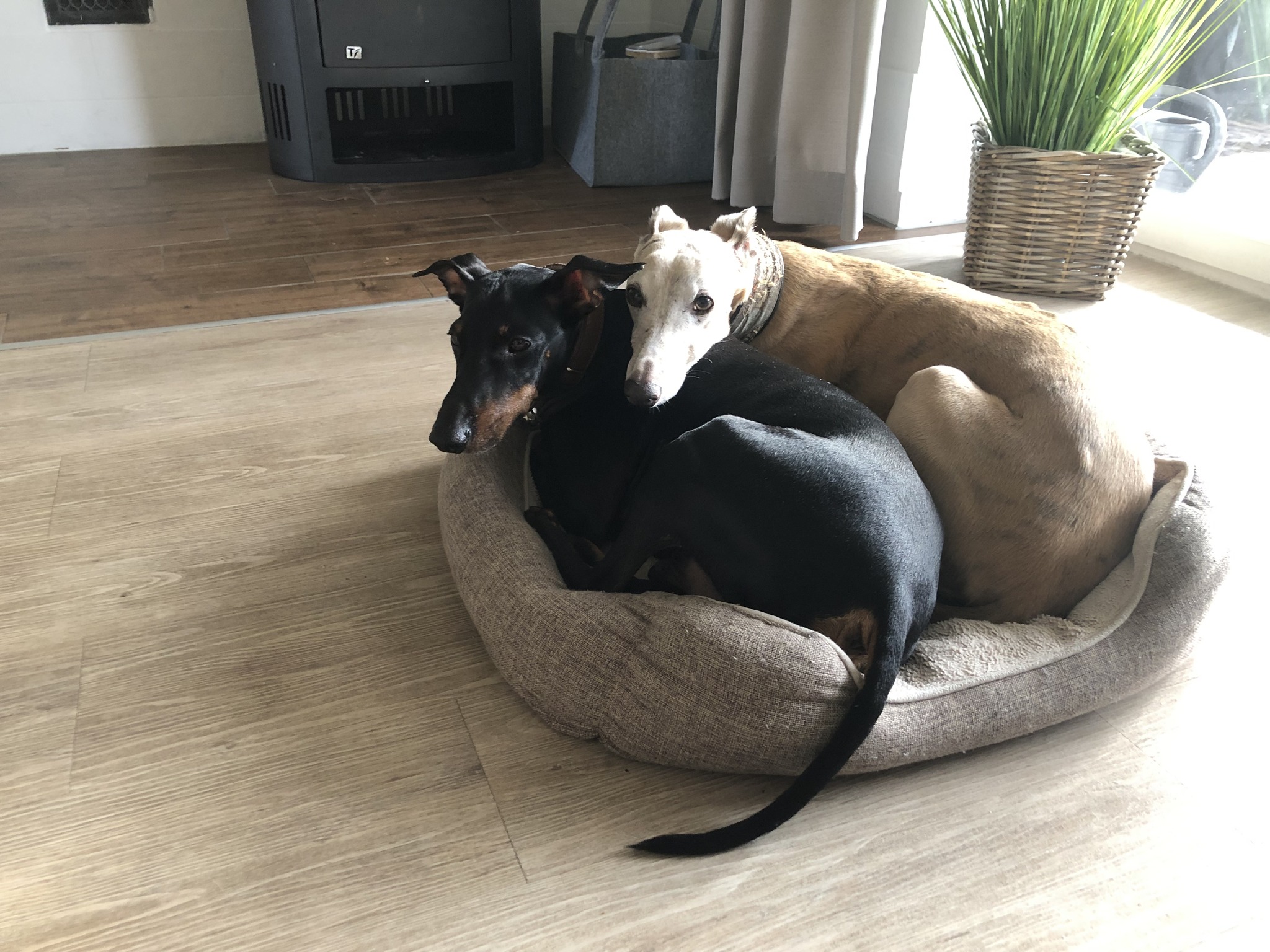 Weihnachtspost Emile 2022