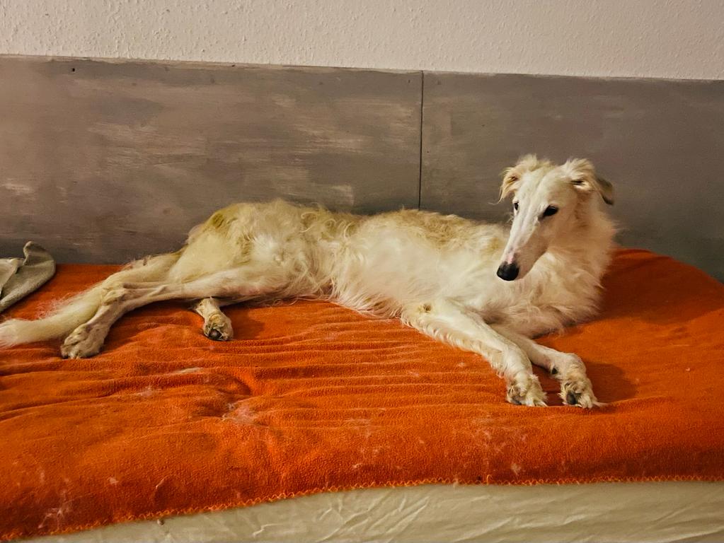 Barsoi-Hündin: Vila (ehemals Flöckchen)