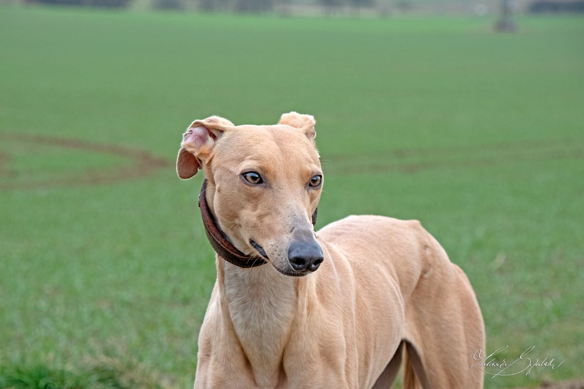 Alizée und Herzwürmer