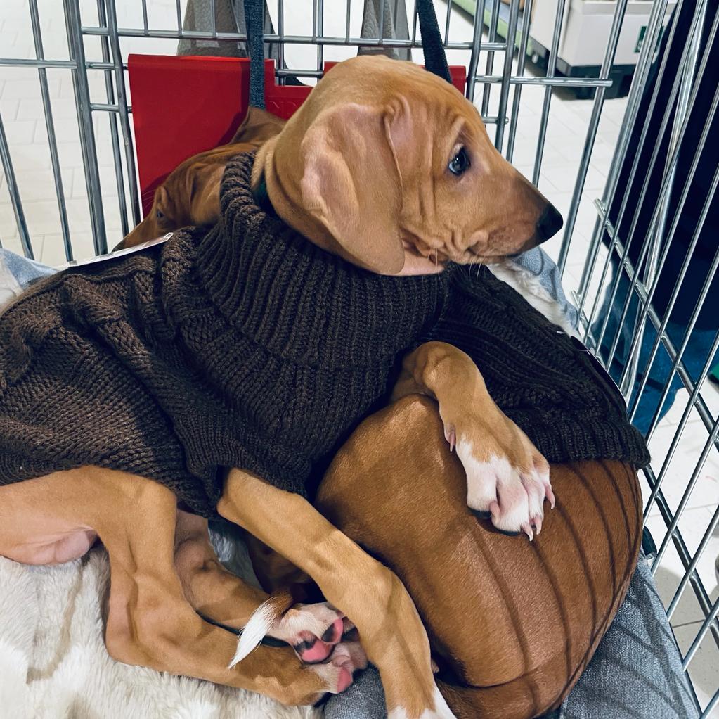 Azi Baby Einkaufswagen