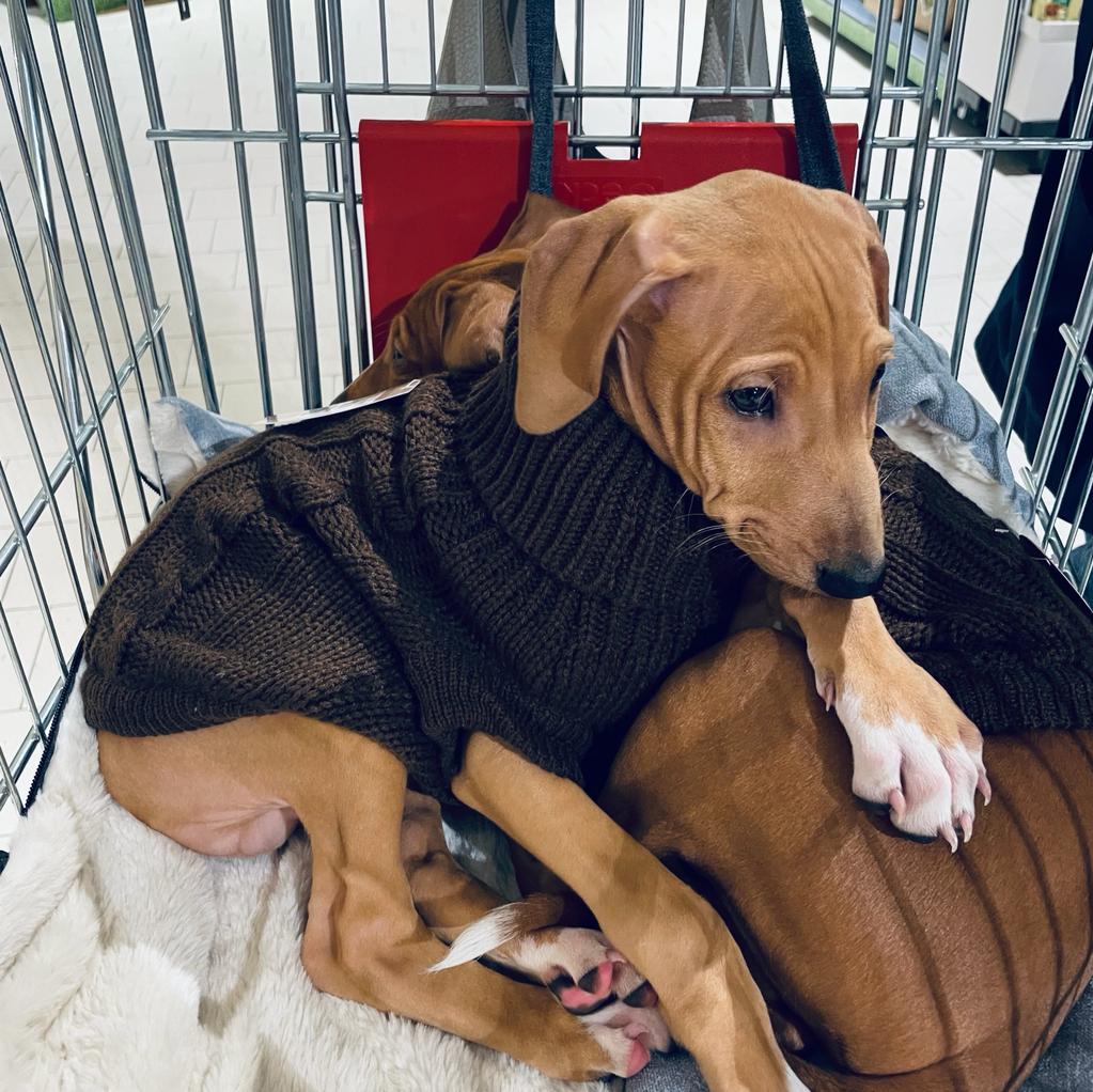 Azi Baby Einkaufswagen1