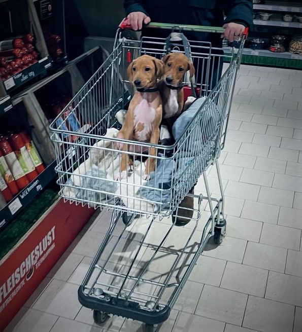 azi Bays im Einkaufswagen