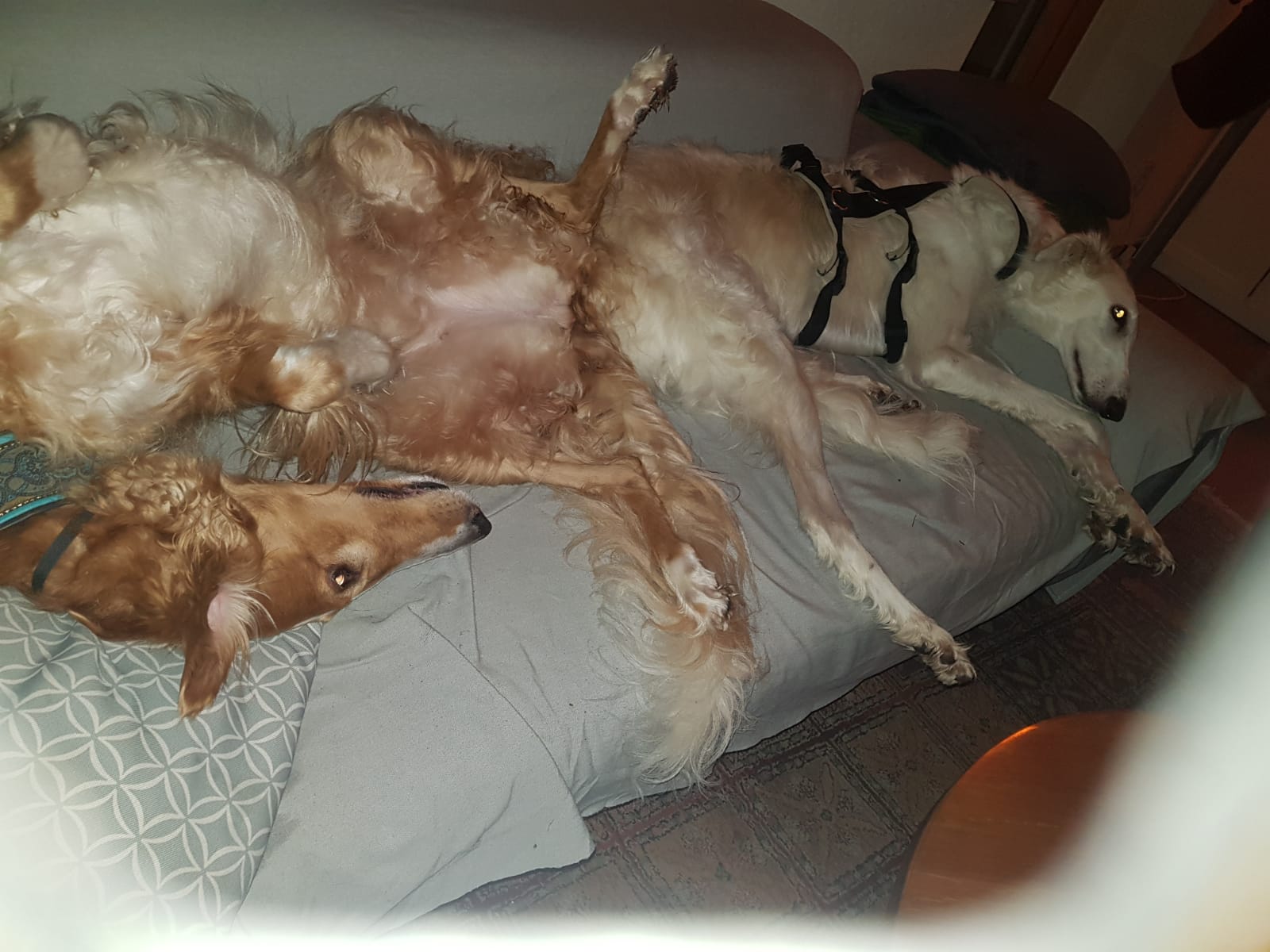 Vila (ehemals Flöckchen)