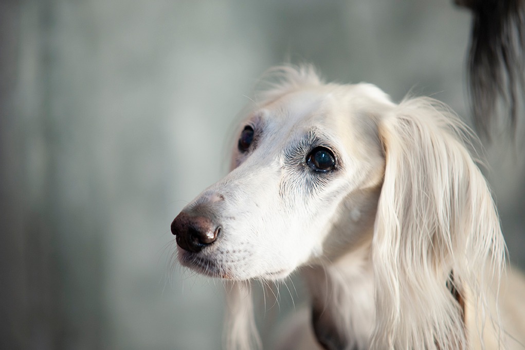 Saluki-Rüde: Chabuk