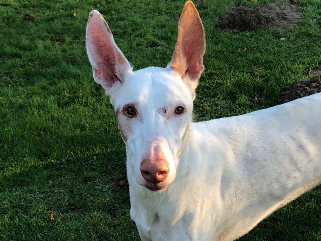 Araco sucht immer noch sein Zuhause