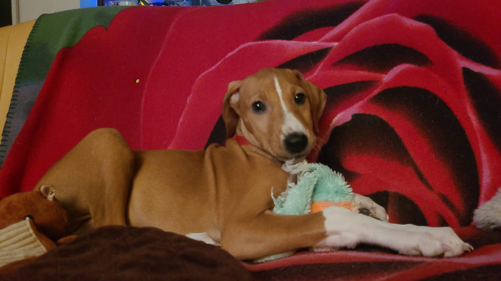 Azawakh Hündin Asali