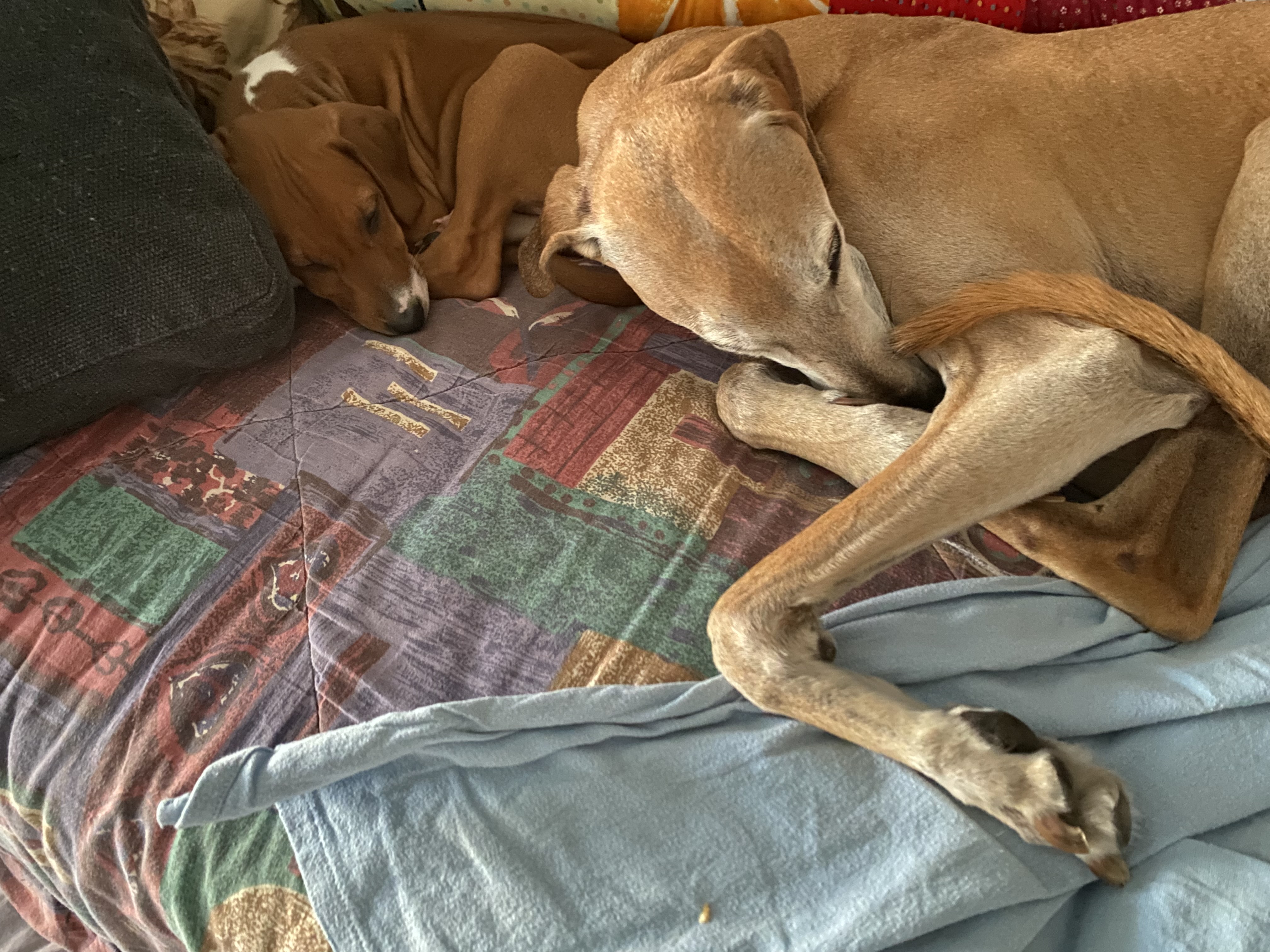 Azawakh-Hündin (Welpe) Amani