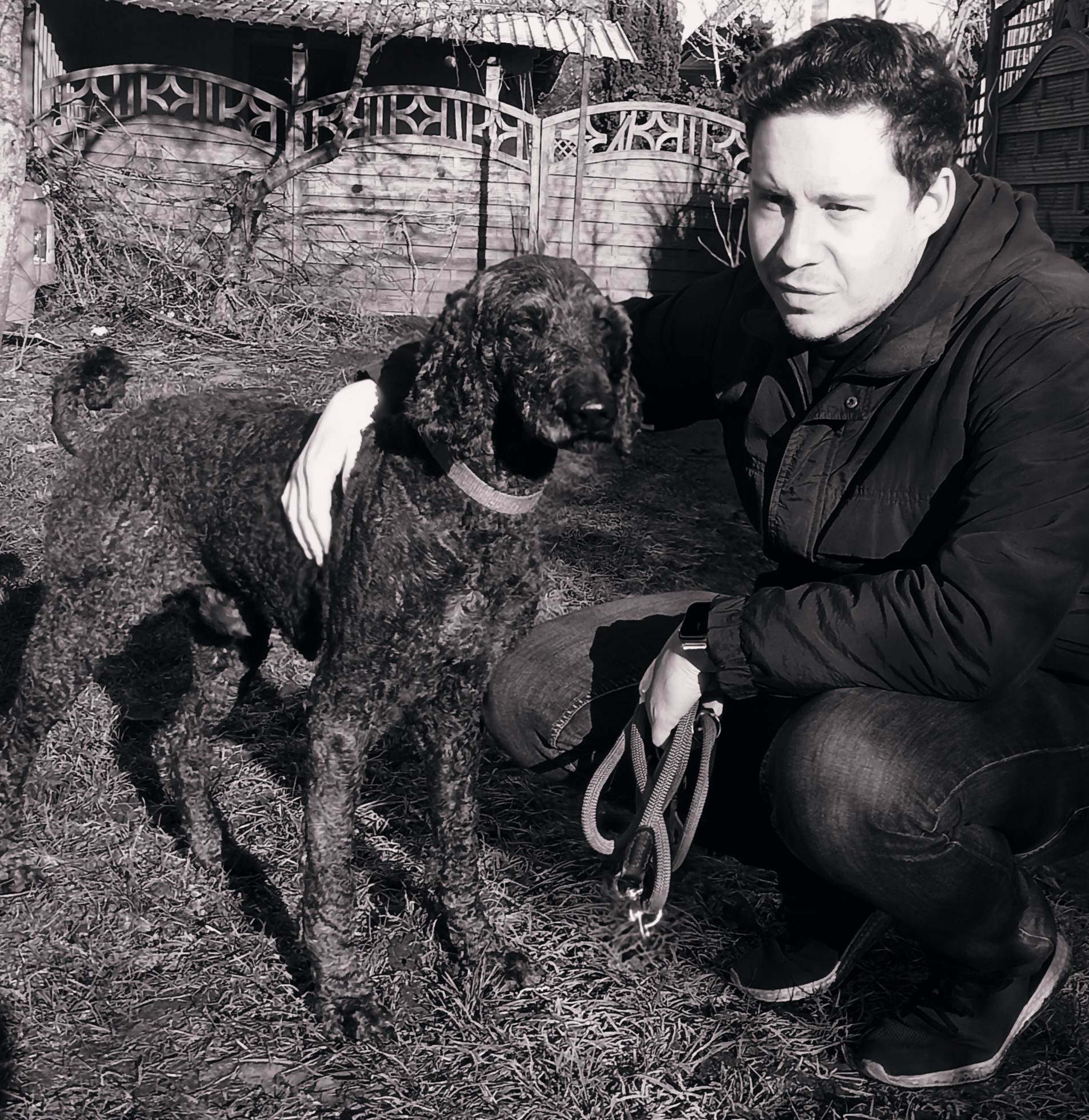 Königspudel-Rüde: Tajoson