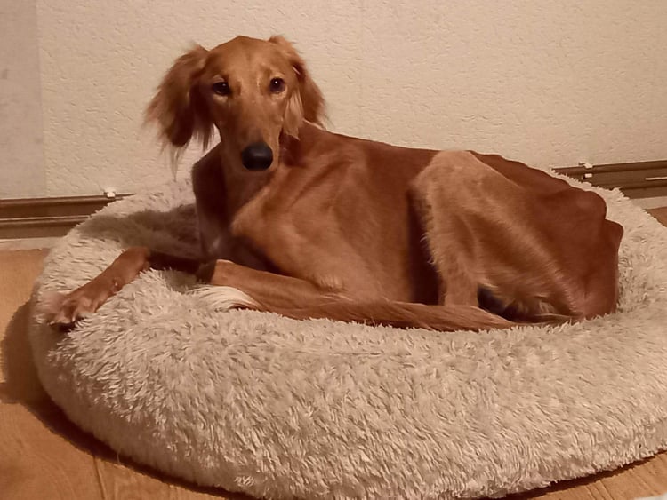 Saluki-Rüde: Puccini