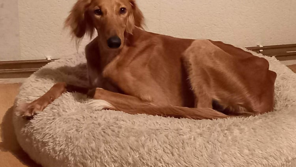 Puccini hat ein Zuhause