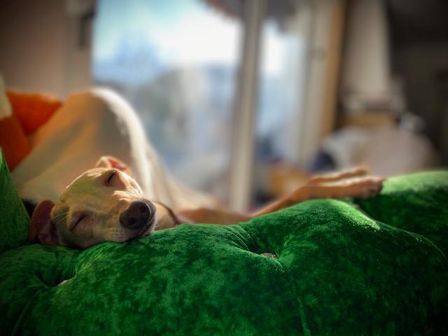 Unser kleiner Luigi hat sein Zuhause gefunden