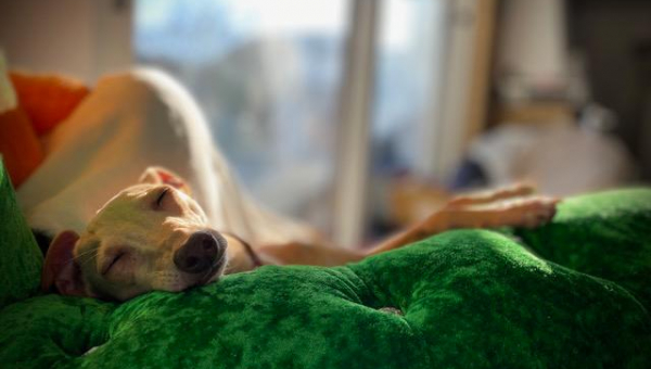 Unser kleiner Luigi hat sein Zuhause gefunden