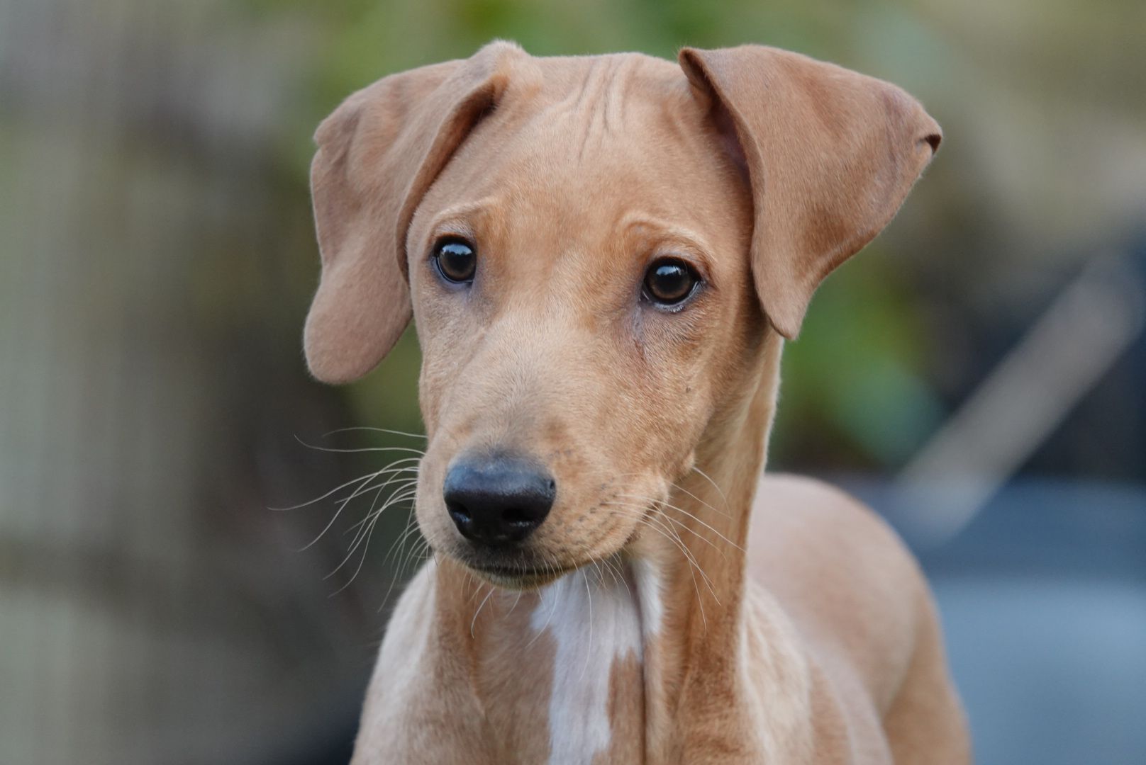 News zu unserem Azi-Baby Nr. 7