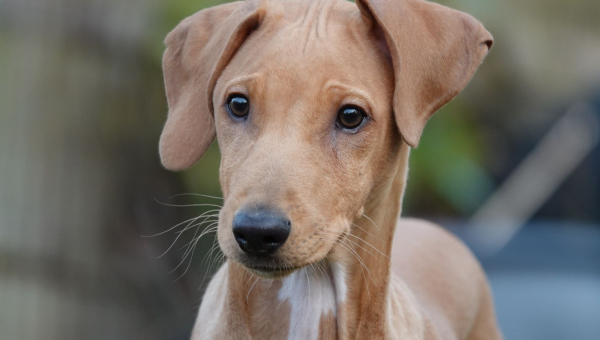 News zu unserem Azi-Baby Nr. 7