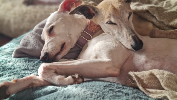 Willkommen bei der Windhundhilfe ihr 2 Whippchen