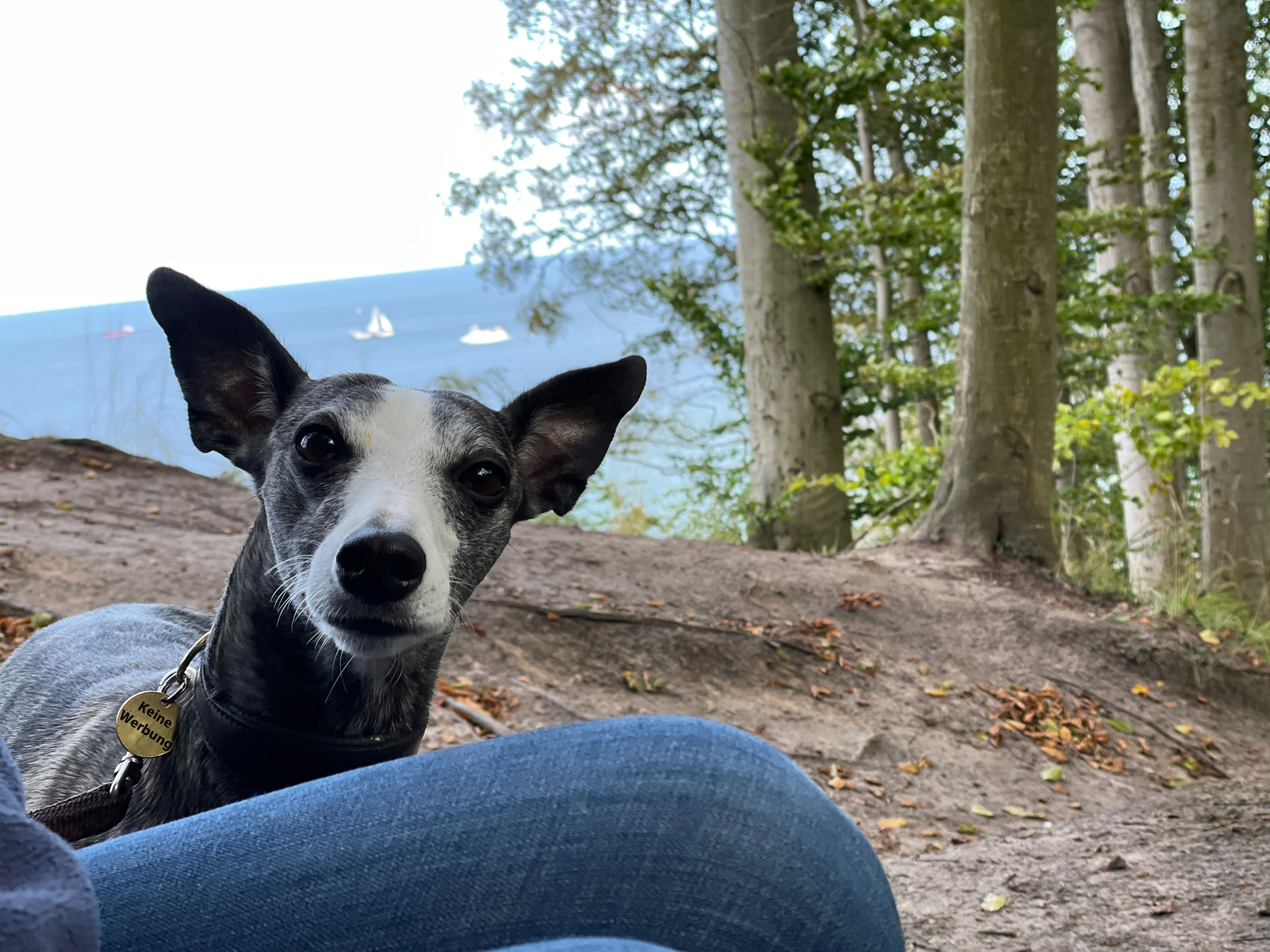 Kleine Eva immer noch auf der Suche