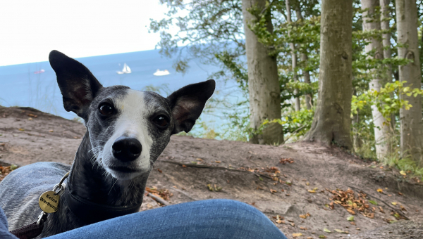 Kleine Eva immer noch auf der Suche