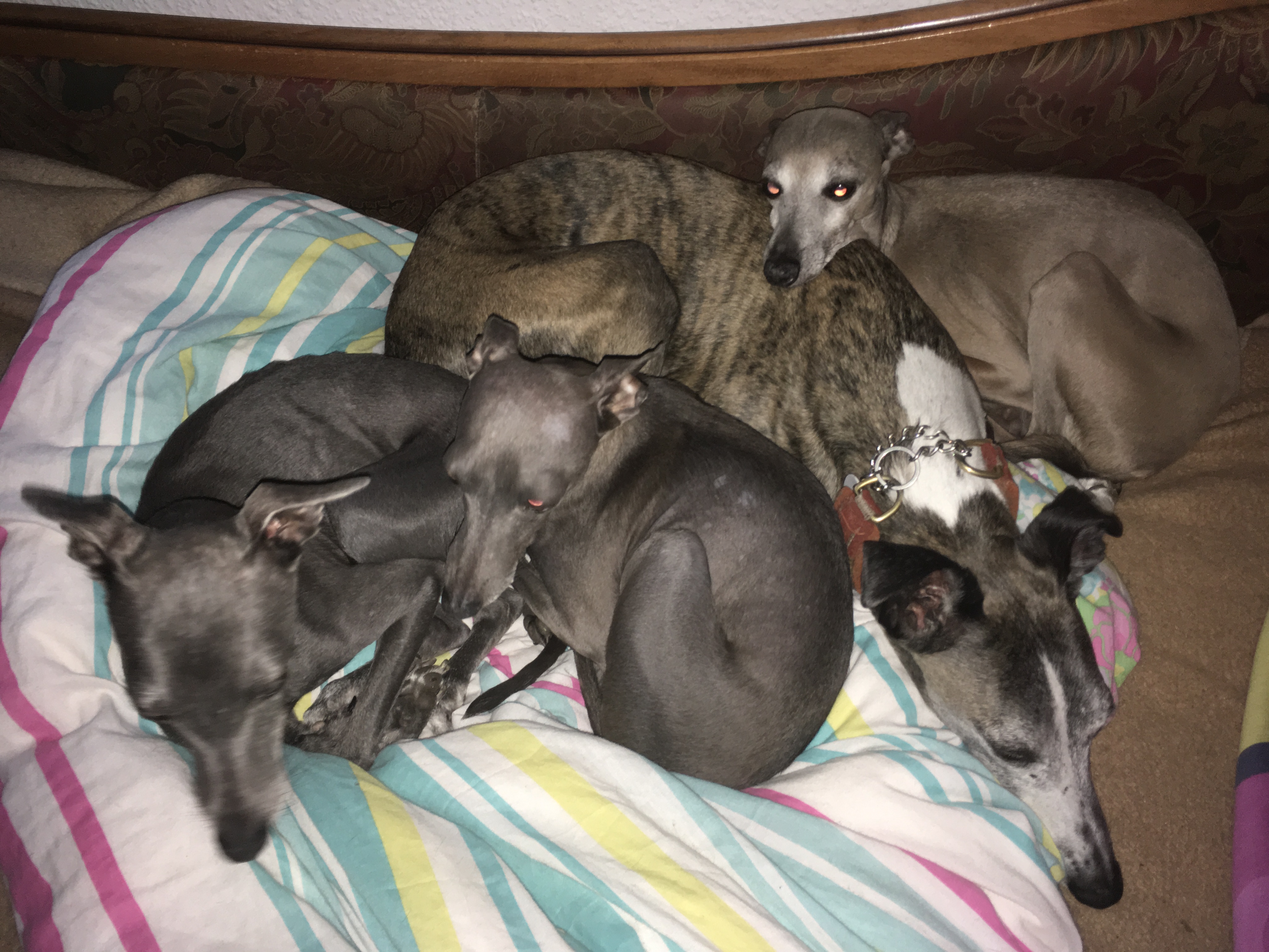 Scarlet & Novel im Regenbogenland