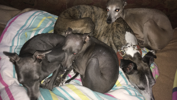 Scarlet & Novel im Regenbogenland