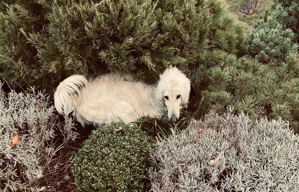 Rod ist nun Schweizer