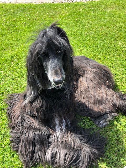 Afghanen-Hündin: LILLY