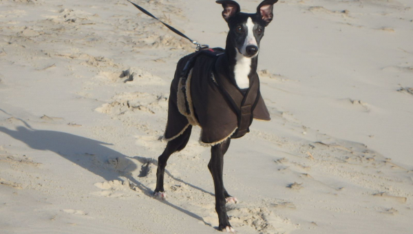 "Zwischendurchgrüße" von Bibi der jetzt Jimmy heisst... 