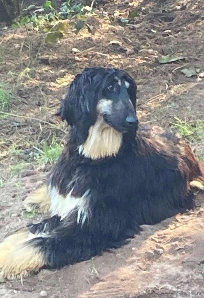 Taffy - zwei Monate später