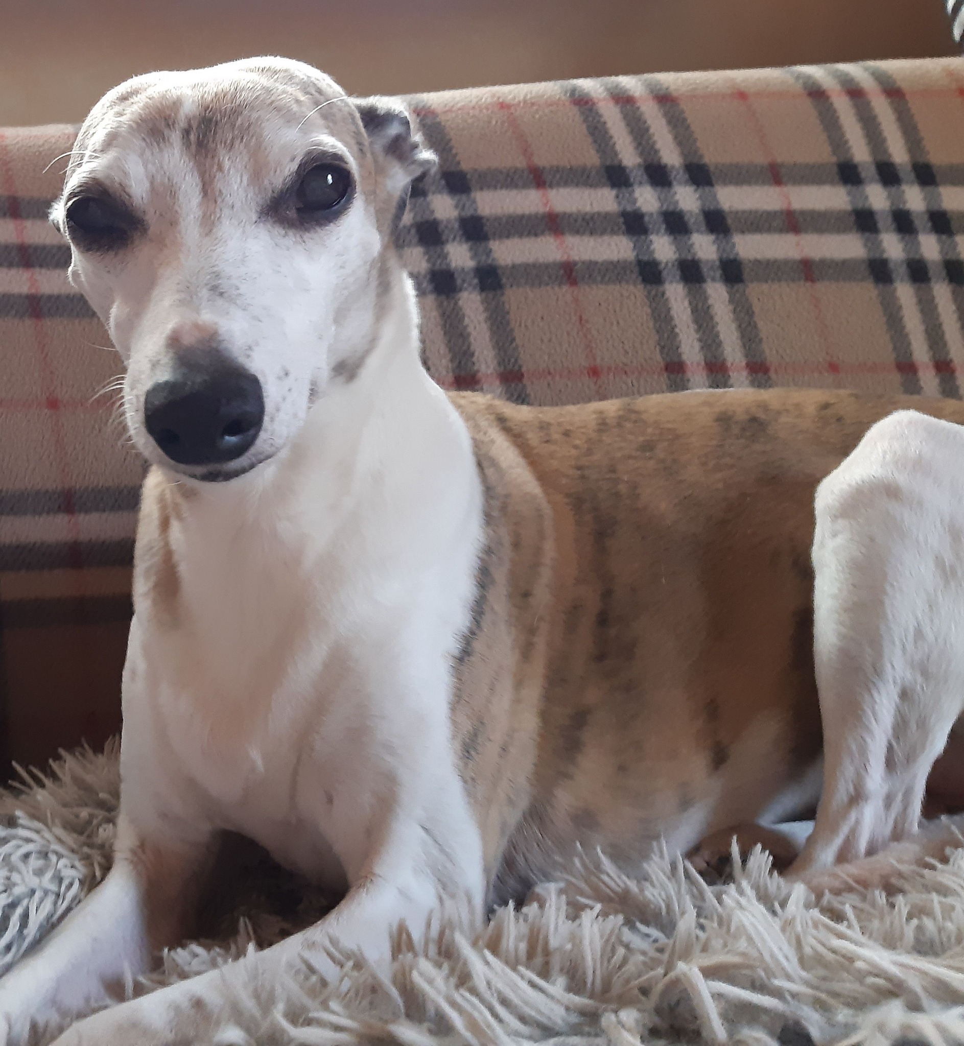 Happy Birthday Akiro