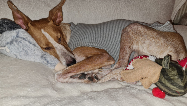 Unser Patenhund Kimi ist gestorben…