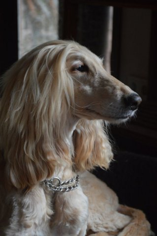 Unsere Sarah ist tot