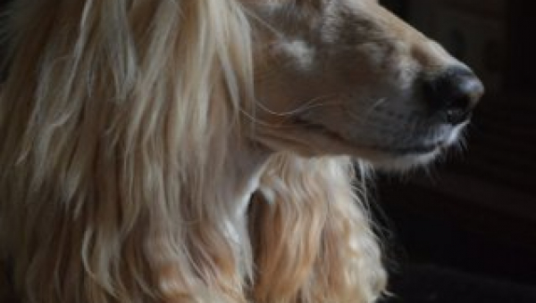 Unsere Sarah ist tot