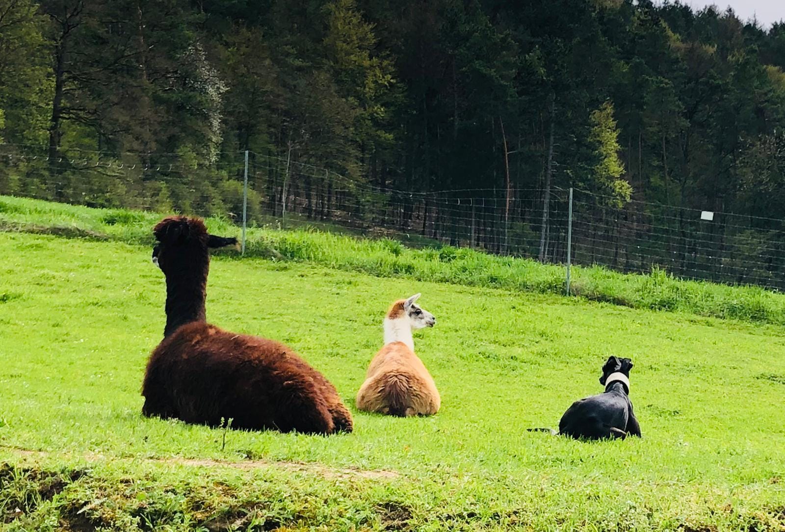 unser kleines Alpaka
