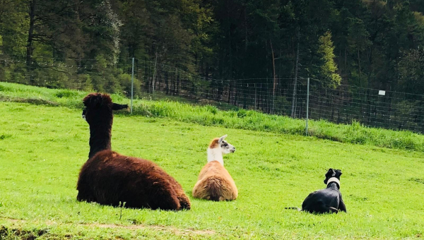 unser kleines Alpaka