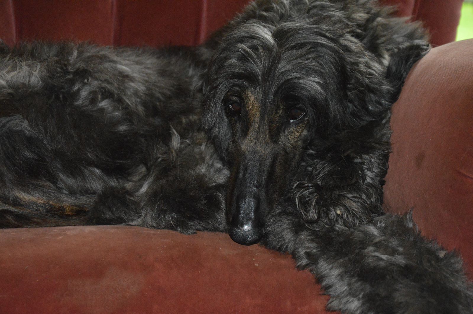 Afghanen-Hündin: Sari