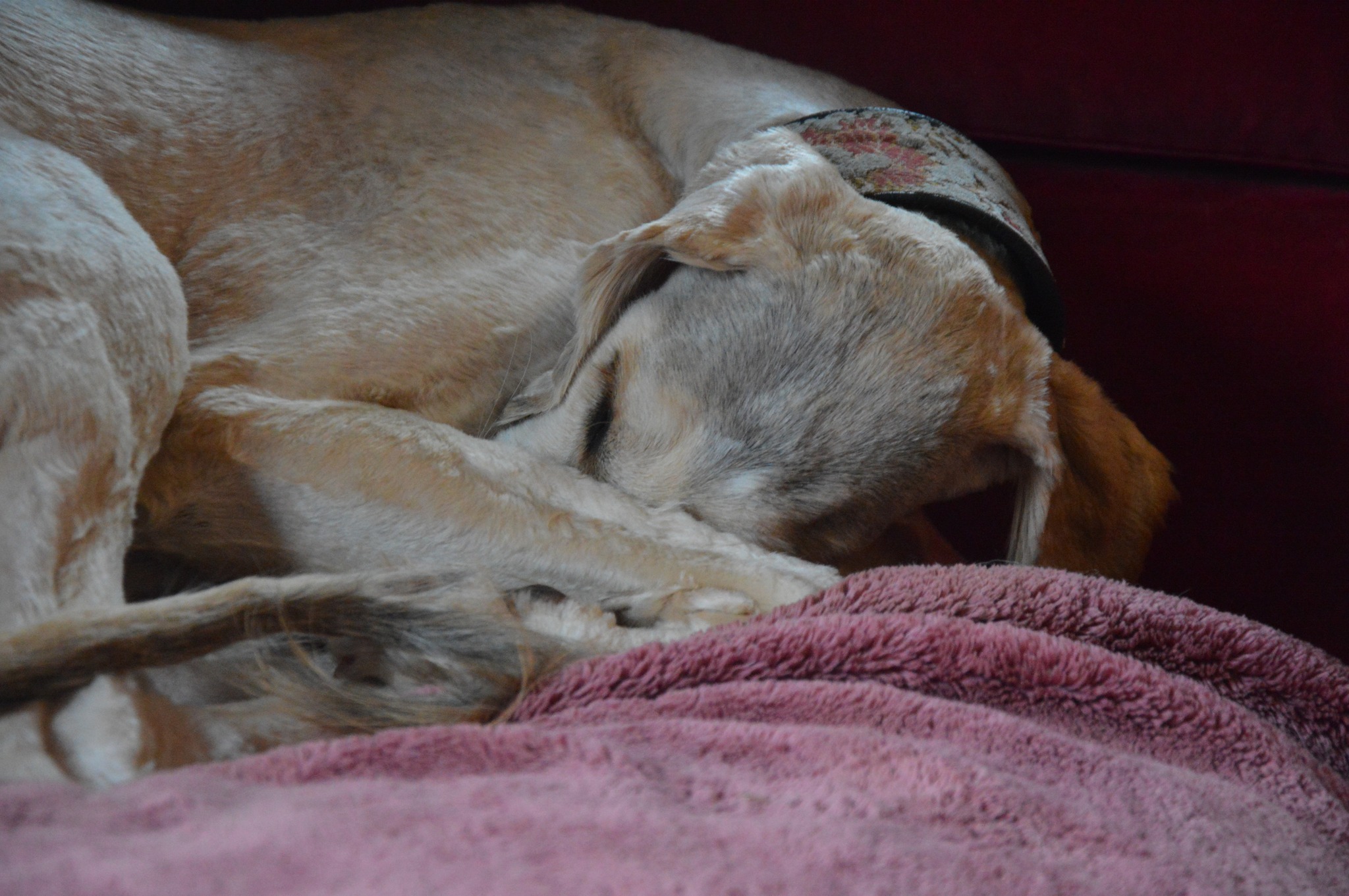 Analphabetismus oder das Nacktmull